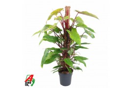 Philodendron painted lady Philodendron Painted Lady mosstok P24 (NO GA