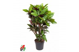 Codiaeum variegatum petra Codiaeum Petra vertakt P31-140pp