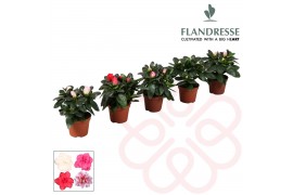 Rhododendron simsii mix baby Azalea Flandresse® gemengd babycm diamete