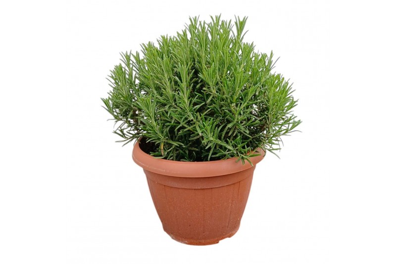 Rosmarinus officinalis 