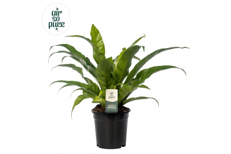Asplenium antiquum Asplenium antiquum - Air So Pure 
