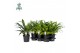 Asplenium antiquum Asplenium antiquum - Air So Pure 