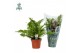 Blechnum silver lady Blechnum Silver Lady - Air So Pure 