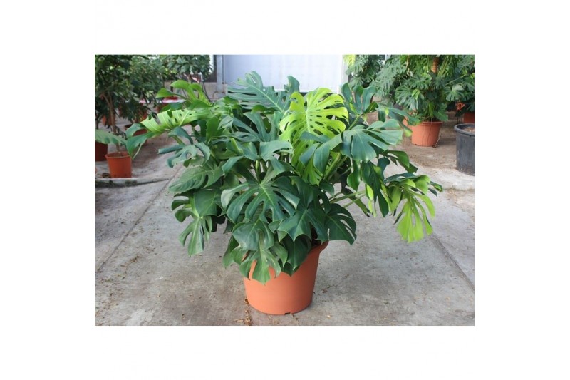 Monstera deliciosa Monstera deliciosa6 pp 