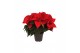 Euphorbia pul. christmas eve Poinsettia 14cm christmas eve 6+6 bl. 