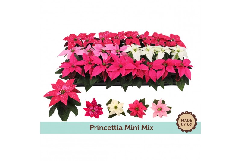 Euphorbia pul. princettia mix Euph. Princettia mini Mixbl. 