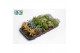 Succulenten mix Succulenten op Rij1 pp 