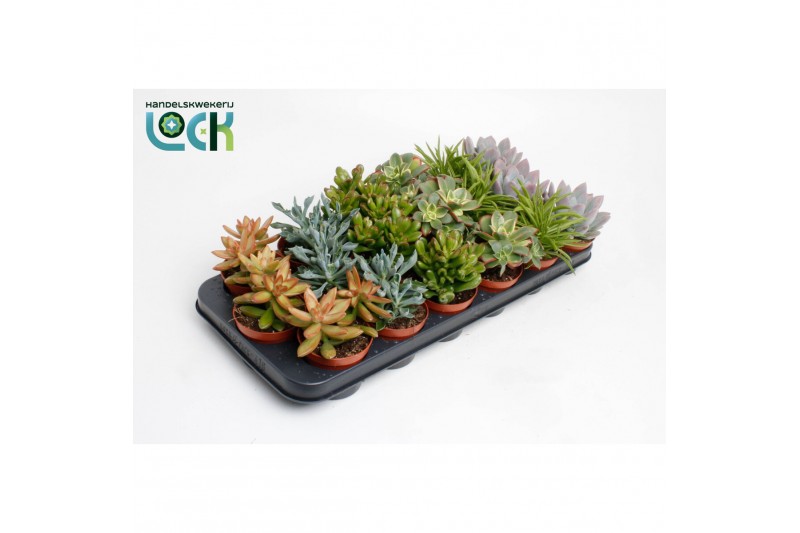 Succulenten mix Succulenten op Rij1 pp 