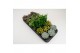 Succulenten mix Succulenten op Rij1 pp 