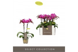 Phalaenopsis multiflora paars Optifriend Fay 2 spike10 bl. 2 tak/plnt