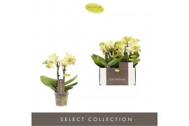 Phalaenopsis multiflora geel Optifriend Lena 2 spike10 bl. 2 tak/plnt 