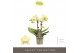 Phalaenopsis multiflora geel Optifriend Lena 2 spike10 bl. 2 tak/plnt  