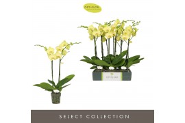 Phalaenopsis anthura ferrara Optistar Ferrara 2 spike15 bl. 2 tak/plnt