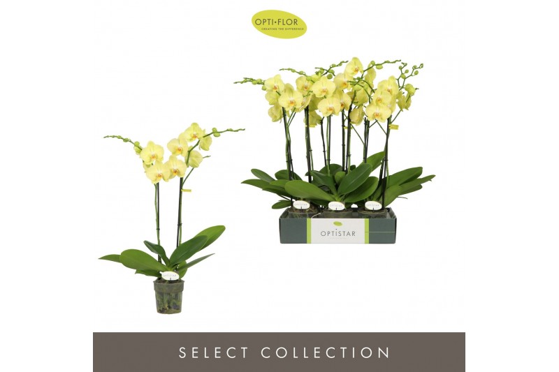 Phalaenopsis anthura ferrara Optistar Ferrara 2 spike15 bl. 2 tak/plnt 