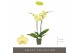 Phalaenopsis anthura ferrara Optistar Ferrara 2 spike15 bl. 2 tak/plnt 