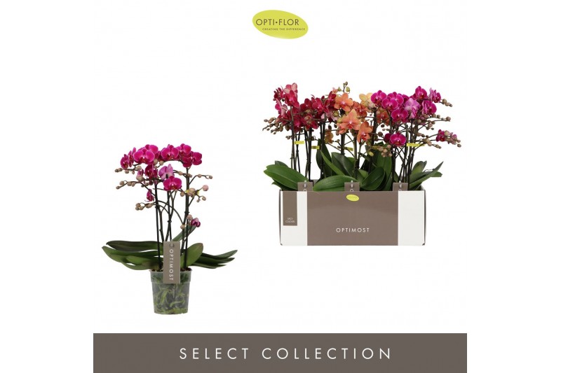 Phalaenopsis multiflora mix Optimost Spicy Mix 3 spike35 bl. 3 tak/pln 