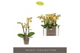Phalaenopsis multiflora geel Optifriend Stella 3 spike15 bl. 3 tak/pln