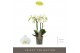 Phalaenopsis multiflora wit Optimost Amabilis Starrion 4 spike40 bl. 4 