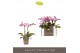 Phalaenopsis multiflora roze Optifriend Pink 2 spike10 bl. 2 tak/plnt  