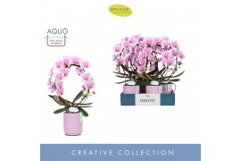 Phalaenopsis Mirror Miracle Jasmine 2 spike in Molise Lilac Aquo15 bl.