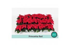 Euphorbia pul. princettia indian red Euph. Princettia Mini Red1 bl.