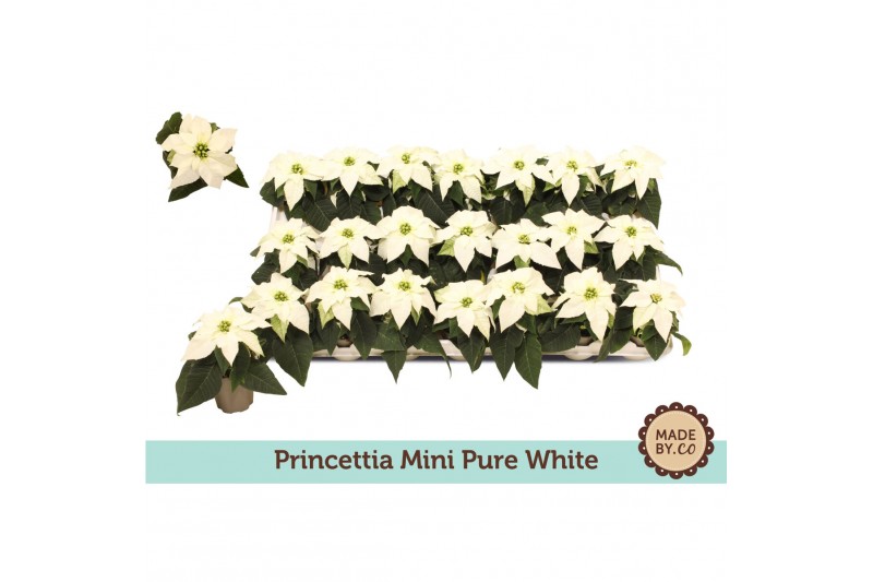 Euphorbia pul. princettia pearl Euph. Princettia mini Pearl1 bl. 