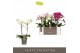 Phalaenopsis multiflora mix Optimost Sensual Mix 2 spike25 bl. 2 tak/p 