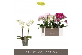 Phalaenopsis multiflora mix Optimost Sensual Mix 2 spike25 bl. 2 tak/p