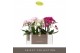 Phalaenopsis multiflora mix Optimost Sensual Mix 2 spike25 bl. 2 tak/p 