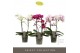 Phalaenopsis multiflora mix Optimost Sensual Mix 2 spike25 bl. 2 tak/p 