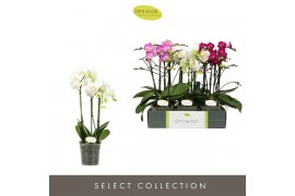 Phalaenopsis multiflora mix Optimost Sensual Mix 3 spike35 bl. 3 tak/p