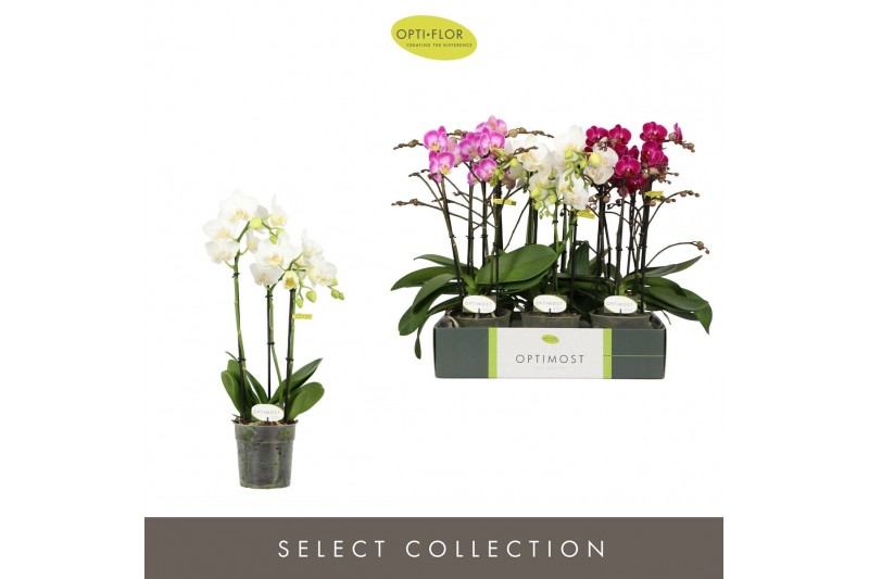 Phalaenopsis multiflora mix Optimost Sensual Mix 3 spike35 bl. 3 tak/p 