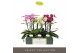 Phalaenopsis multiflora mix Optimost Sensual Mix 3 spike35 bl. 3 tak/p 