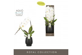 Phalaenopsis wit Formidablo Niagara Falls in Abruzzo Black Aquo Showdo