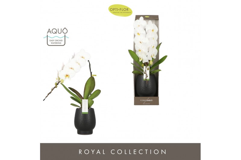 Phalaenopsis wit Formidablo Niagara Falls in Abruzzo Black Aquo Showdo 