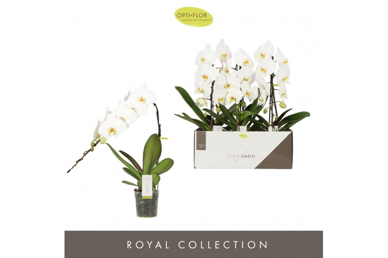 Phalaenopsis wit Formidablo Niagara Falls12 bl. 1 tak/plnt 