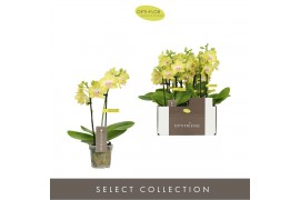 Phalaenopsis multiflora geel Optifriend Suzy 2 spike10 bl. 2 tak/plnt 