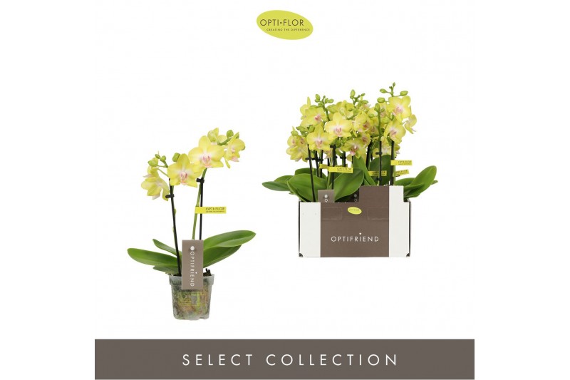 Phalaenopsis multiflora geel Optifriend Suzy 2 spike10 bl. 2 tak/plnt  