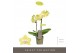 Phalaenopsis multiflora geel Optifriend Suzy 2 spike10 bl. 2 tak/plnt  