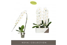 Phalaenopsis wit Formidablo Yosemite Falls15 bl. 1 tak/plnt 2000 gram