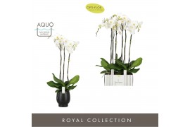 Phalaenopsis wit Fortuno Alto 3 spike in Abruzzo Black Aquo18 bl. 3 ta