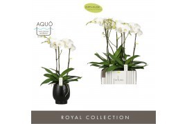 Phalaenopsis wit Fortuno Largo 3 spike in Abruzzo Black Aquo18 bl. 3 t