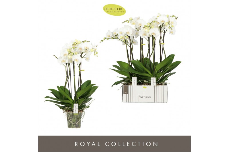 Phalaenopsis wit Fortuno Largo 5 spike30 bl. 5 tak/plnt 2000 gram 