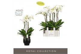 Phalaenopsis wit Fortuno Largo 5 spike in Abruzzo Black Aquo30 bl. 5 t