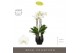 Phalaenopsis wit Fortuno Largo 5 spike in Abruzzo Black Aquo30 bl. 5 t 