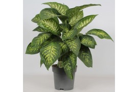 Dieffenbachia seguine reeva Dieffenbachia Reeva4 pp