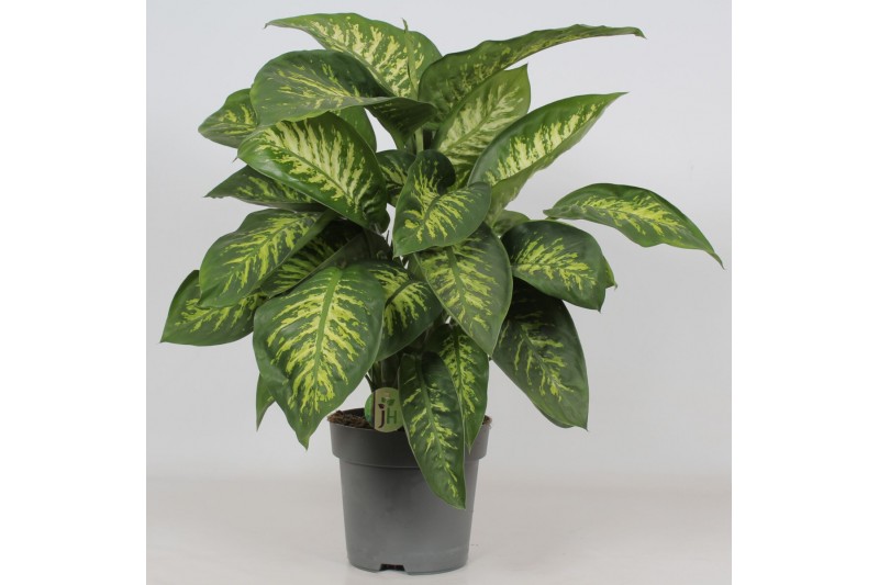 Dieffenbachia seguine reeva Dieffenbachia Reeva4 pp 