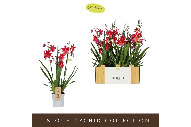 Burrageara nelly isler Nelly Isler Red 3 spike3 tak/plnt 500 