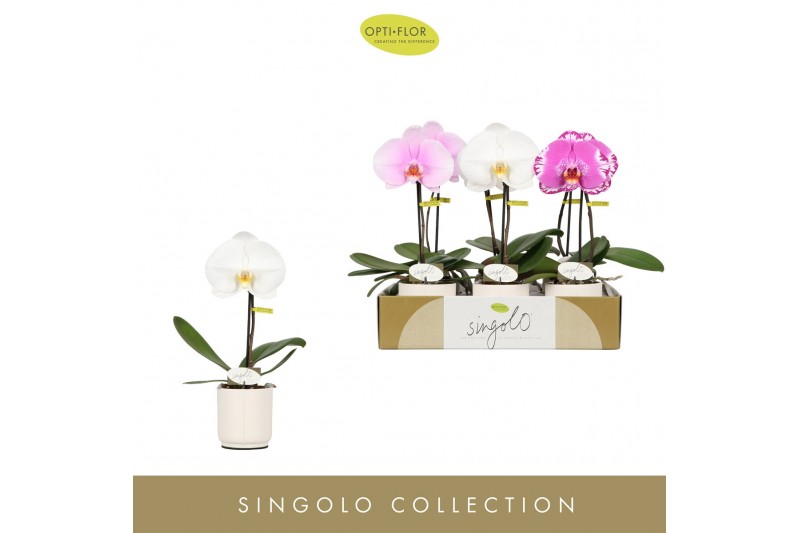Phalaenopsis mix Singolo Mix in Lazio White1 bl. 1 tak/plnt 