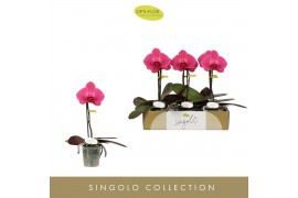 Phalaenopsis paars Singolo Hida1 bl. 1 tak/plnt 950 gram
